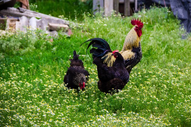 Haan en kippen in de tuin