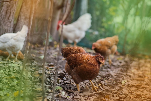 Haan en kippen lopen buiten vrije uitloopkippen in de achtertuin op een geel gras kippen in kleurrijke herfstachtergrond herfstlandschap met kippen