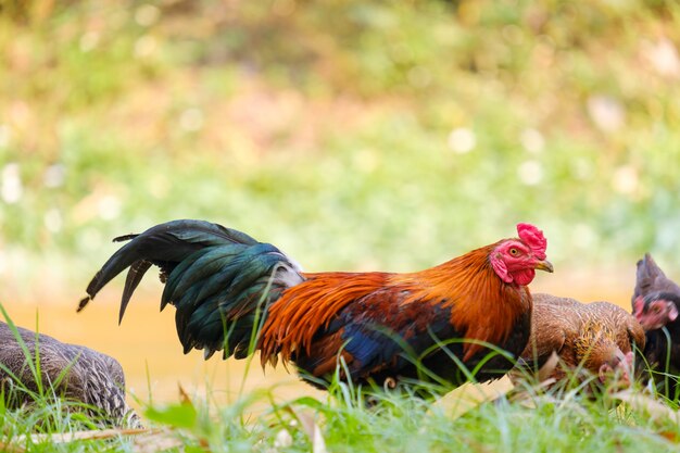 Haan in de tuin en onscherpe achtergrond