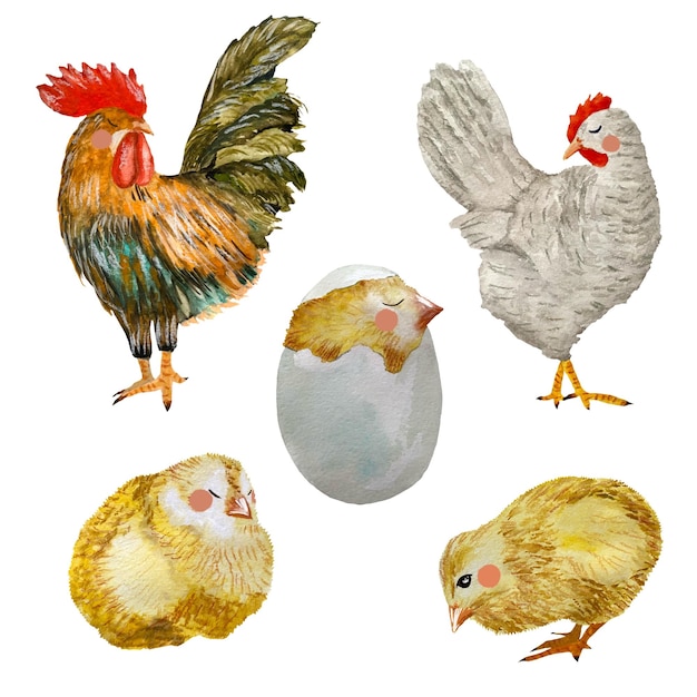 Haan kleurrijke kip kuiken Pasen schets. Een aquarel illustratie. Handgetekende textuur, isoleren