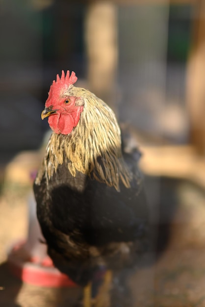 Haan op de boerderijx