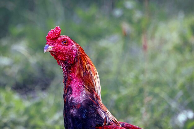 haan op een boerderij met erf