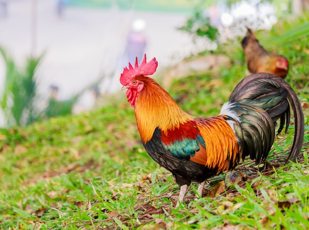 haan ​​op groene natuur