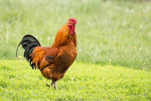 Haan op het gras