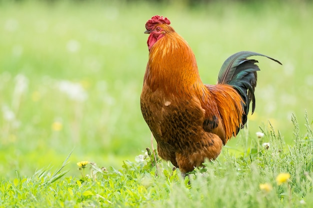 Haan op het gras