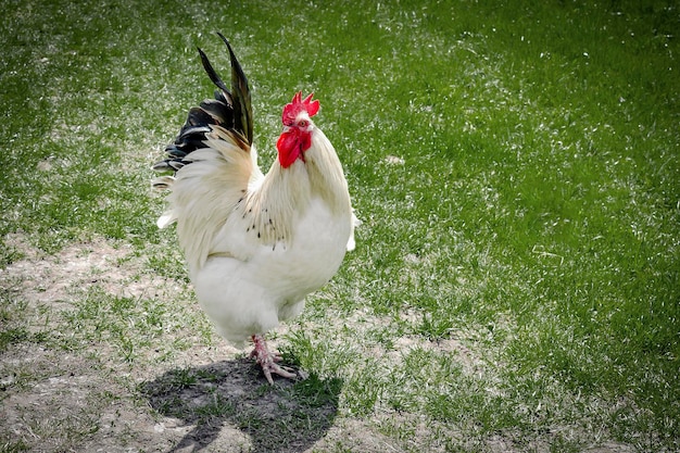 Haan voeden met landelijke boerenerf op groen gras Kippen op achtertuin in vrije uitloop pluimvee eco boerderij pluimveehouderij concept kippenhok in zonnige zomerdag