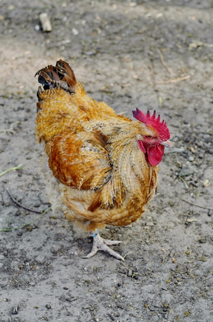 Haanvogel die op een boerenerf lopen