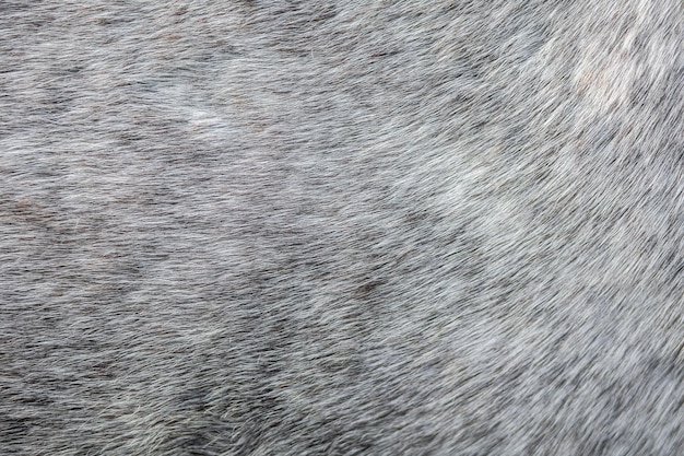 Haar van een grijze paardenclose-up Textuur voor creatief gebruik