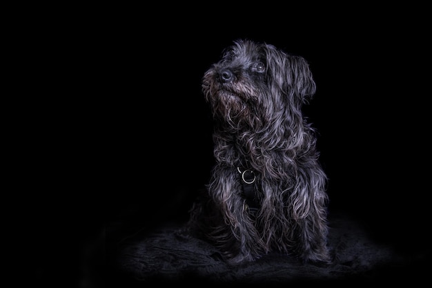 Haarige hond opzigt tegen een zwarte achtergrond