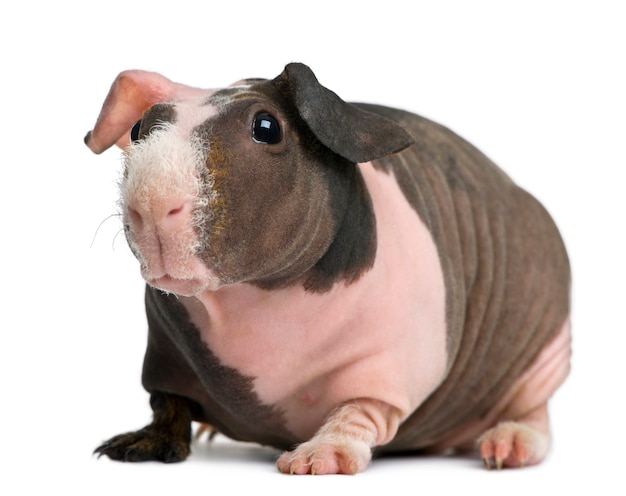 Haarloze cavia staande