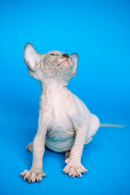 haarloze kitten van Canadese sphynx kattenras spelen op blauwe achtergrond opzoeken nek uitrekken