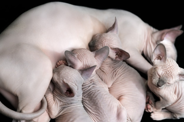 Haarloze kittens canadese sphynx kattenbroed voeden door moeder katachtige familie op zwarte achtergrond