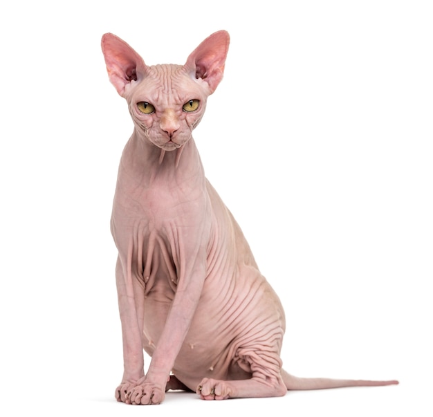 Haarloze Sphynx kat portret geïsoleerd