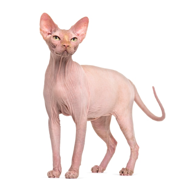 Haarloze Sphynx kat portret geïsoleerd