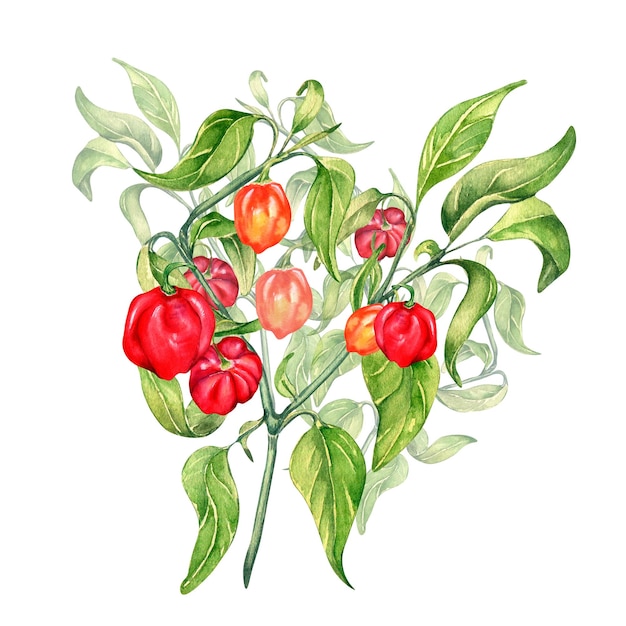 Habanero chili pepper bush watercolor illustration isolated on white background