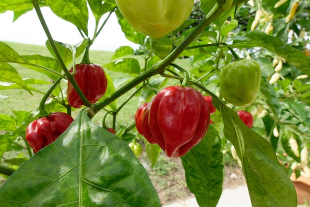 Habanero pepper plant with red ripe fruits ready for picking