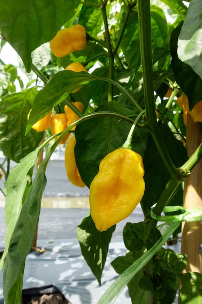 Фото Растение перца хабанеро с желтыми спелыми плодами, готовыми к сбору