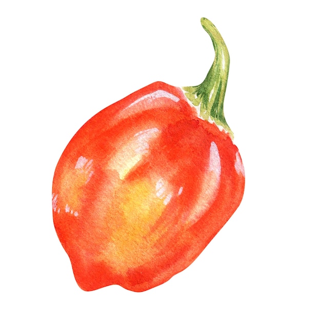 Habanero red hot pepper watercolor illustration isolated on white background