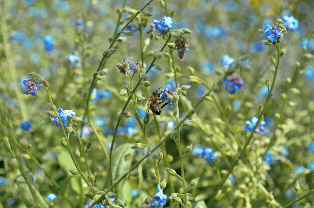 Фото hackelia nervosa (келлог)