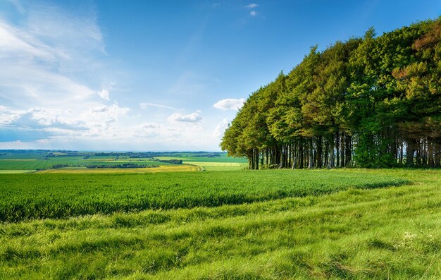 Hackpen Hill op de Ridgeway