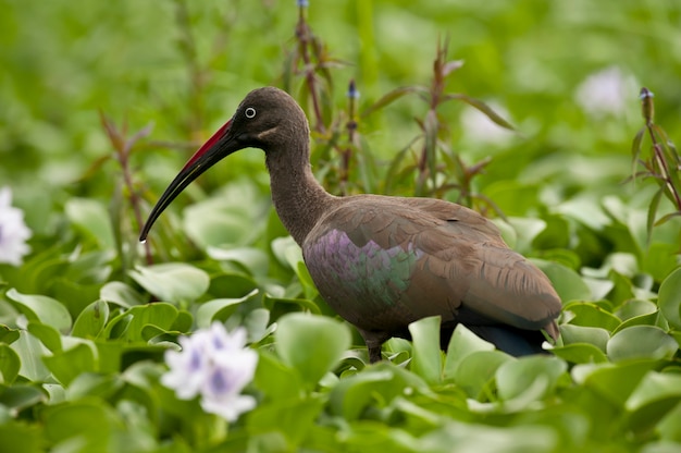 Hadada Ibis