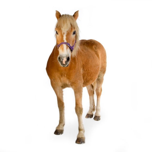 Haflinger in front of a white background