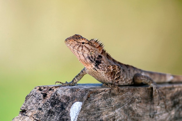 Hagedis close - up . Aziatische natuurfotografie...