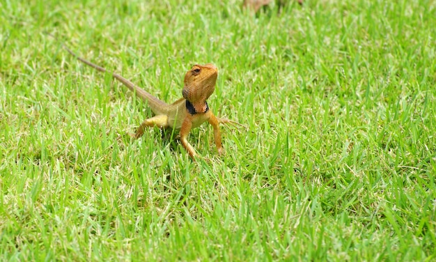 Hagedis die in het gras slentert