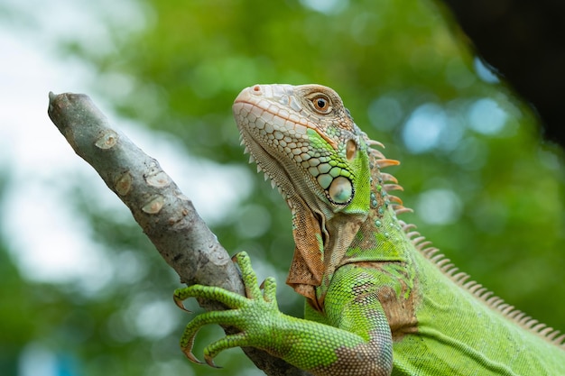 Hagedis, dier, groene hagedis met wazige achtergrond