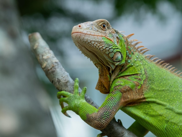 Hagedis, dier, groene hagedis met wazige achtergrond