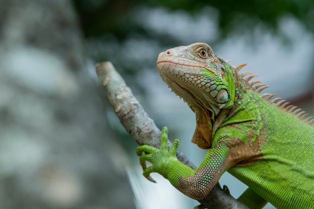 Hagedis, dier, groene hagedis met wazige achtergrond