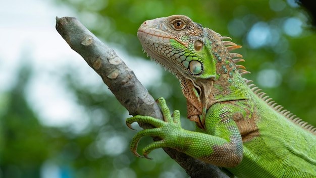 Hagedis, dier, groene hagedis met wazige achtergrond