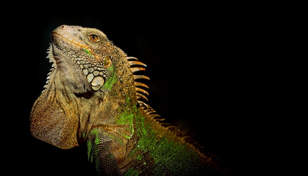 Hagedis dier groene hagedis met zwarte achtergrond