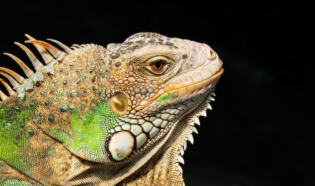 Hagedis dierlijke groene hagedis met wazige achtergrond