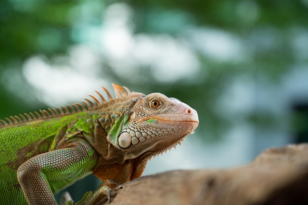 Hagedis dierlijke groene hagedis met wazige achtergrond