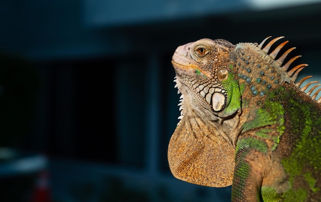 Hagedis dierlijke groene hagedis met wazige achtergrond