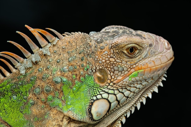 Foto hagedis dierlijke groene hagedis met wazige achtergrond