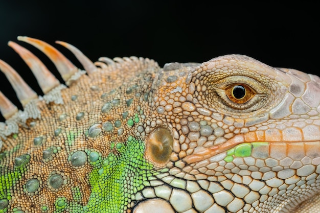 Hagedis dierlijke groene hagedis met wazige achtergrond