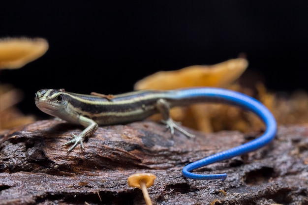 Hagedis Emoia caeruleocauda Pacific blauwstaartskink