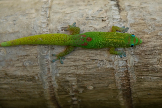 Hagedis gekko bovenaanzicht groene hagedis reptiel