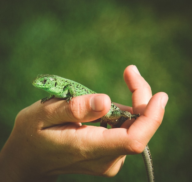 Hagedis groen klein in het handkind