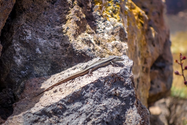 Hagedis in de krater Pico do Fogo, Kaapverdië