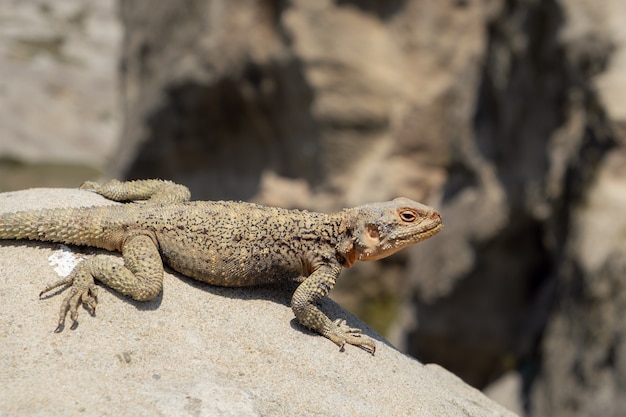 Hagedis Kaukasische agama in de natuur