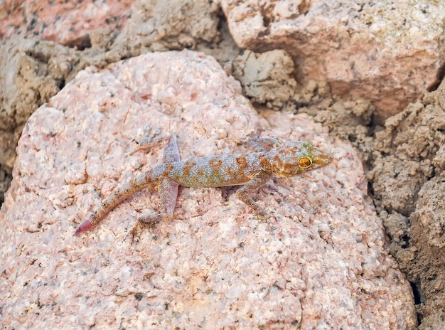 Hagedis kruipen op een witte muur egypte sharm el sheikh