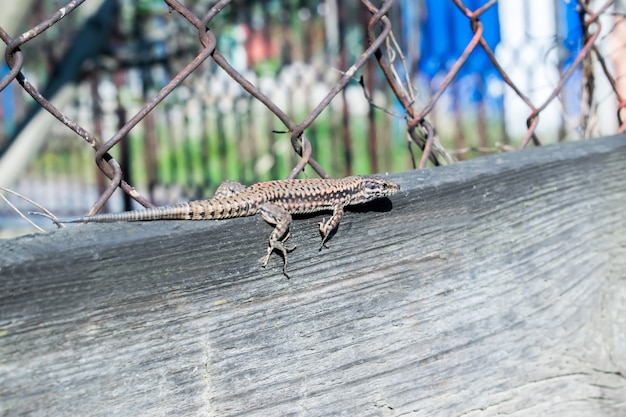 Hagedis Lacerta viridis op een houten bord