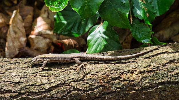 Hagedis op een boomstam in het bos zonnebaden Animal shot van een reptiel