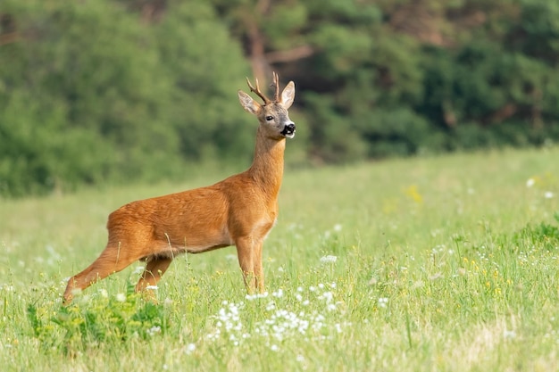 Hagedis op een veld
