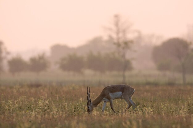 Hagedis op een veld