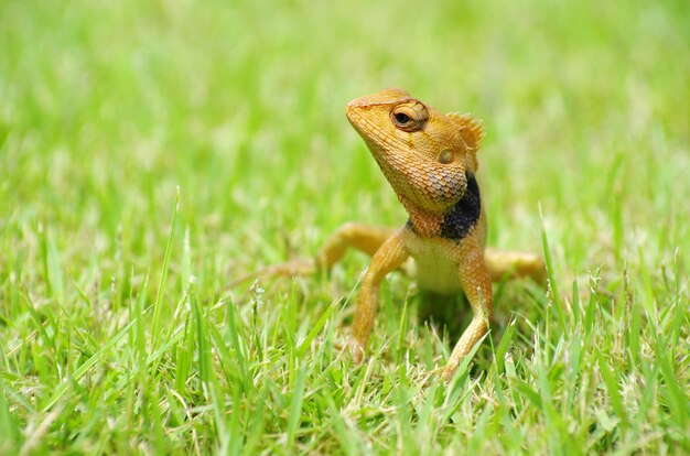 hagedis op gras