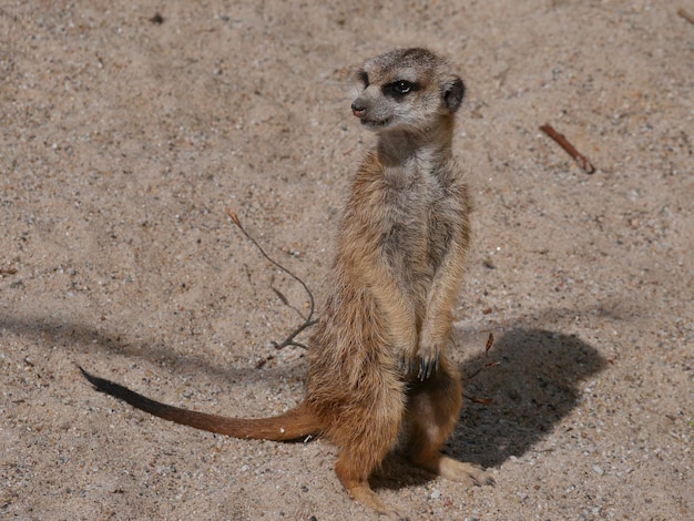 Hagedis op het zand